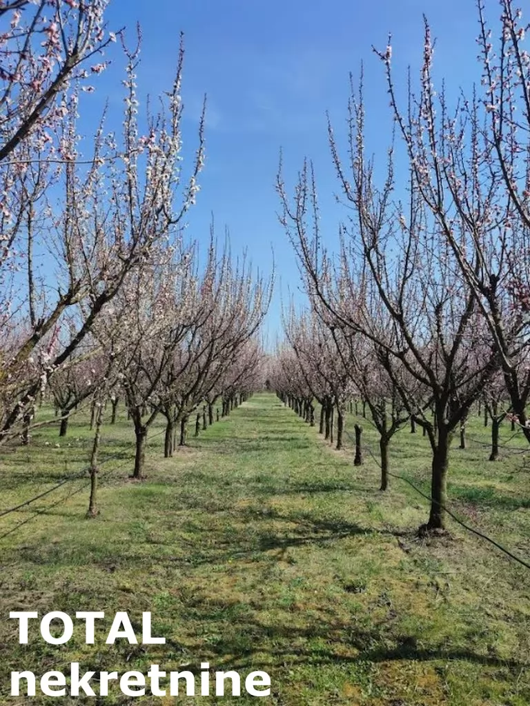 Plac,RUMENKA,RUMENKA,kv: 11019.00, € 66950, ID: 7089842 5