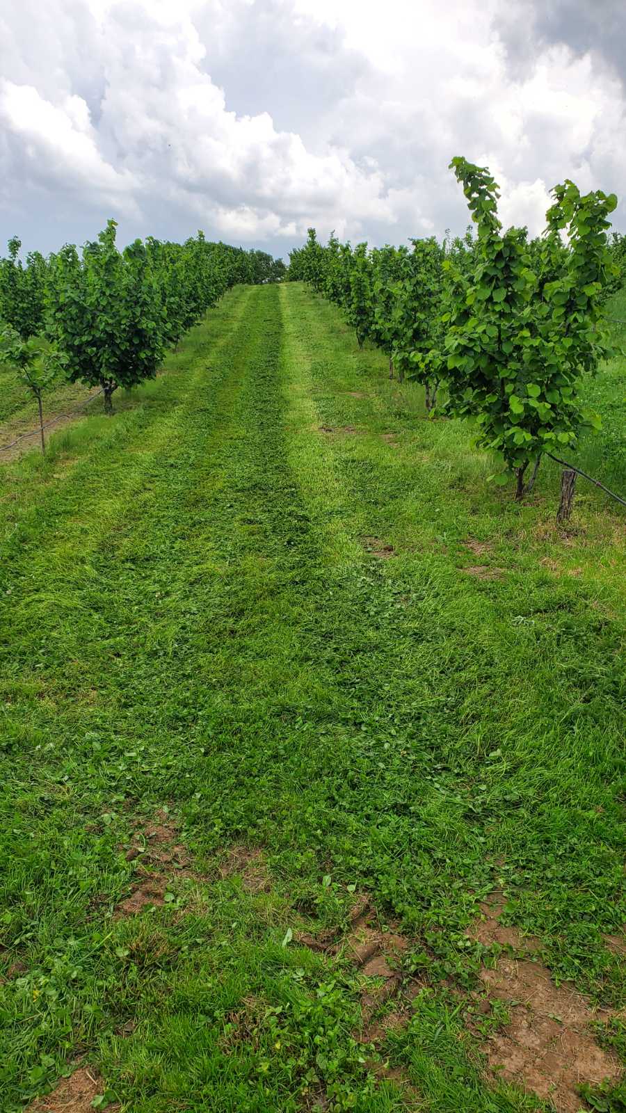 Prodajem kucu sa plantazom Žbevac Bujanovac 3