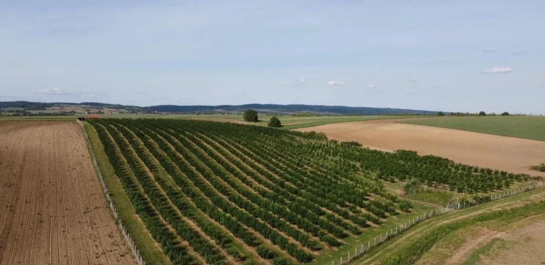 Plantaža lešnika Sremska Mitrovica Ležimir 378ari 1