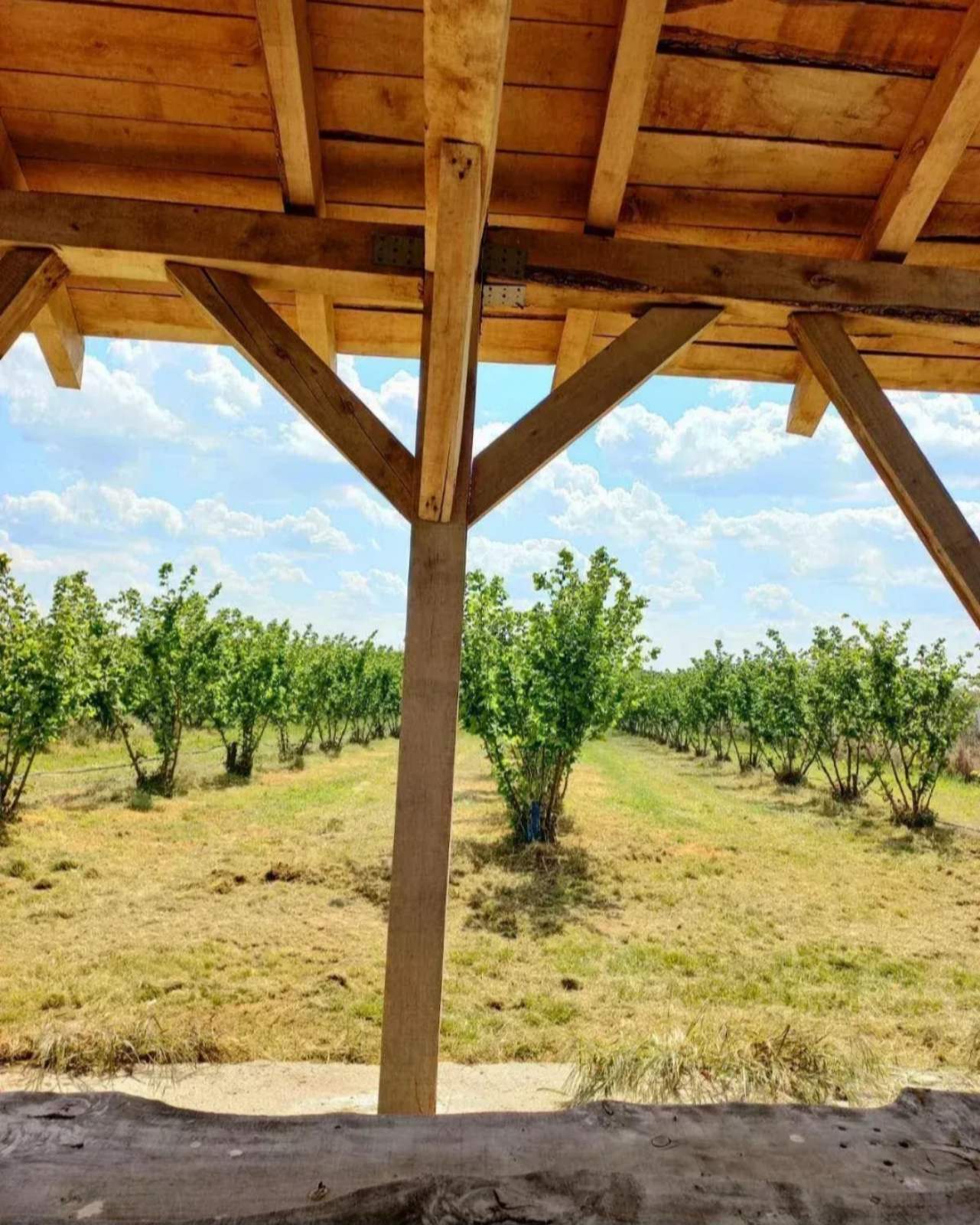 Plantaža lešnika Sremska Mitrovica Ležimir 378ari 4