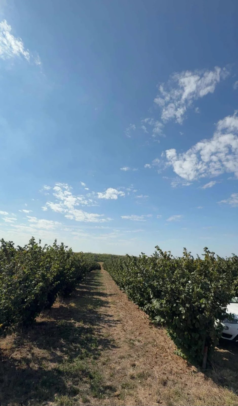 Plantaža lešnika Sremska Mitrovica Ležimir 378ari 2