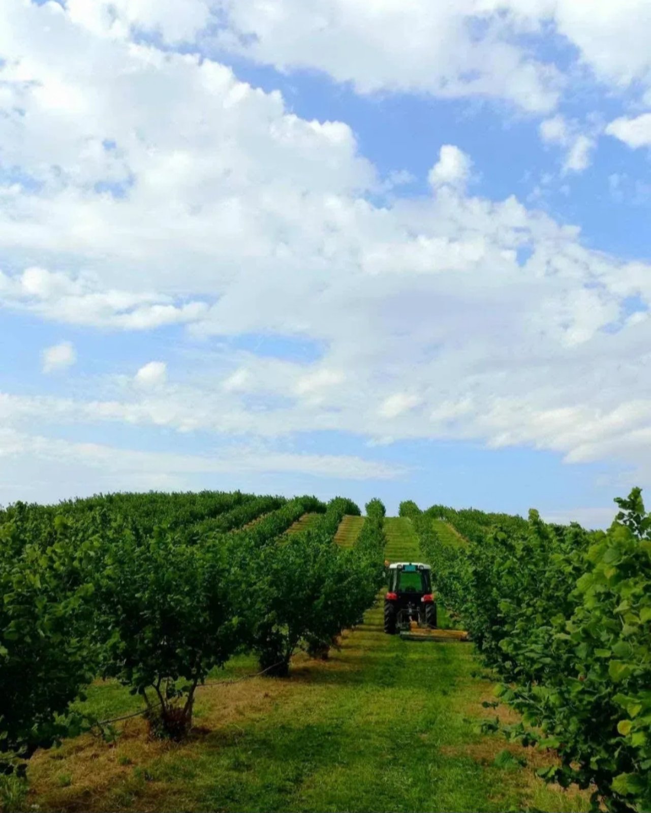 Plantaža lešnika Sremska Mitrovica Ležimir 378ari 3