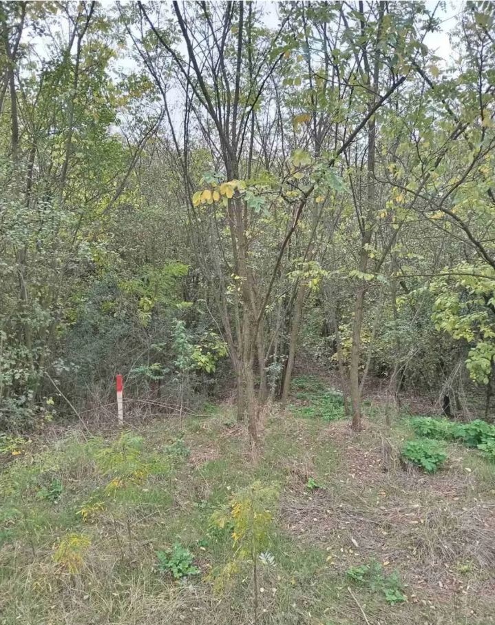 Plac Devojački Bunar 1