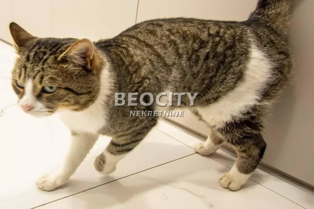 četvorosobna kuća, 230 m2, Surčin ID: 126187 16