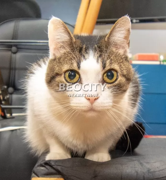 Trosoban stan, 70 m2, Banjica, Bulevar oslobođenja ID: 126875 12