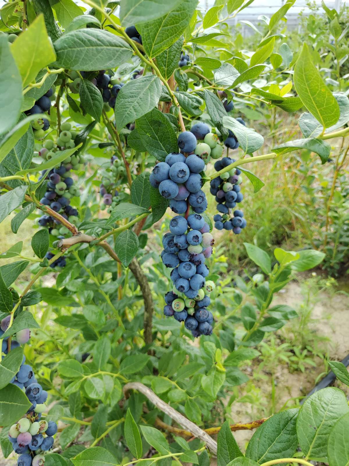 Prodajem zasad borovnice Sabac Varna 2