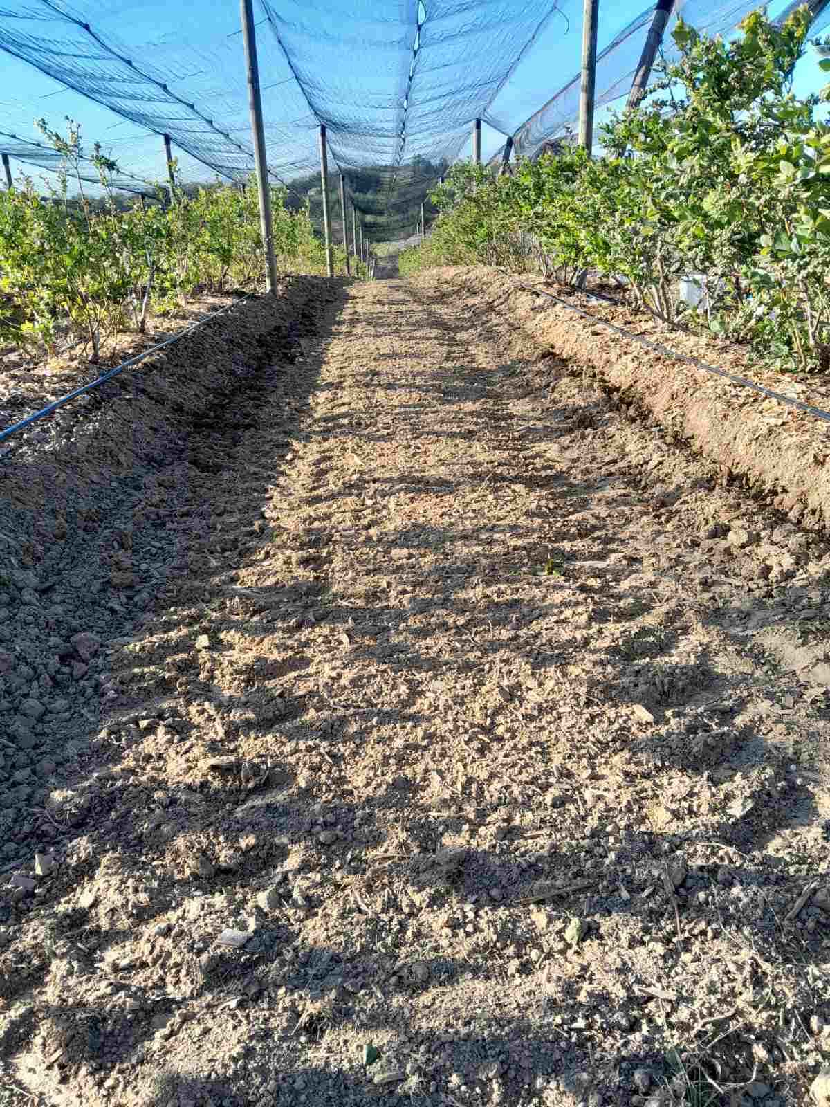 Prodajem zasad borovnice Sabac Varna 3