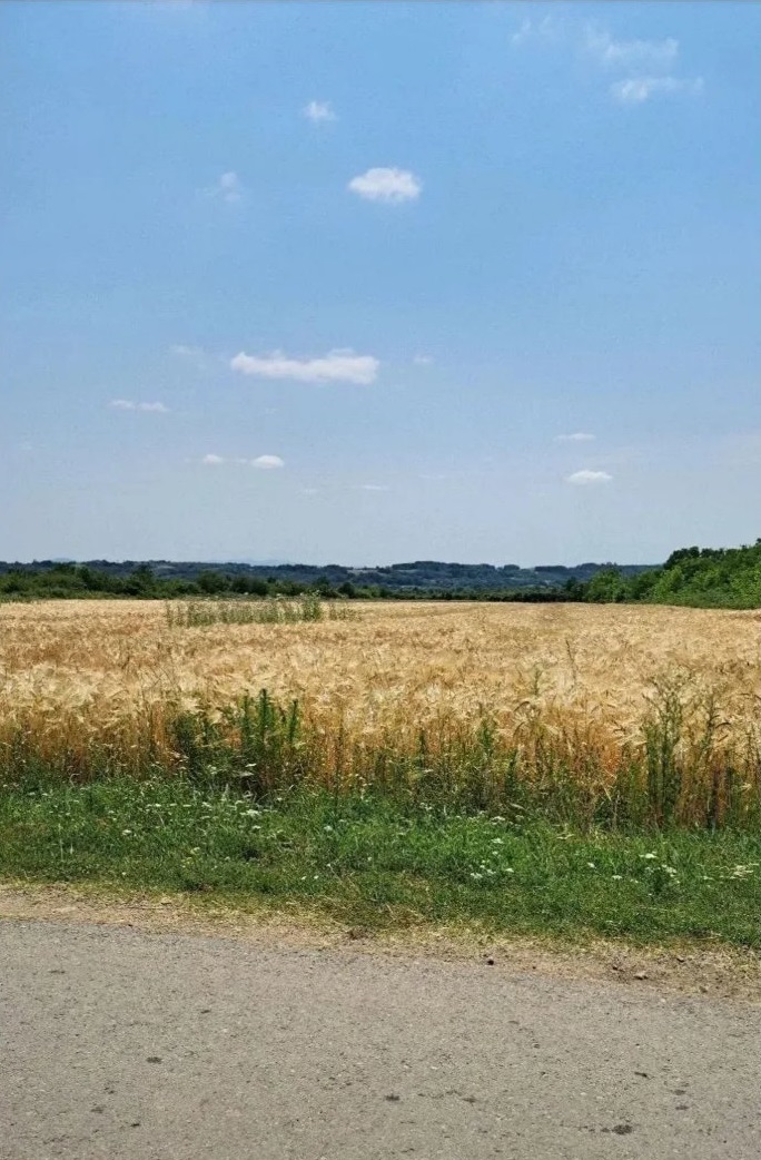 Njiva Barajevo Veliki Borak 3