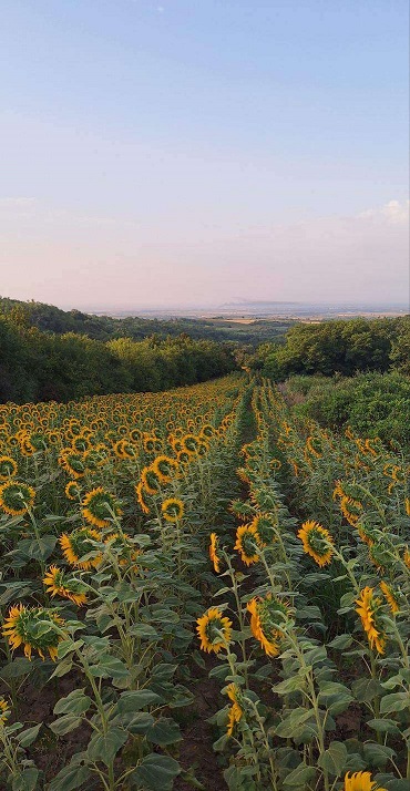 Prodajem plac zemlju LUX zona 4