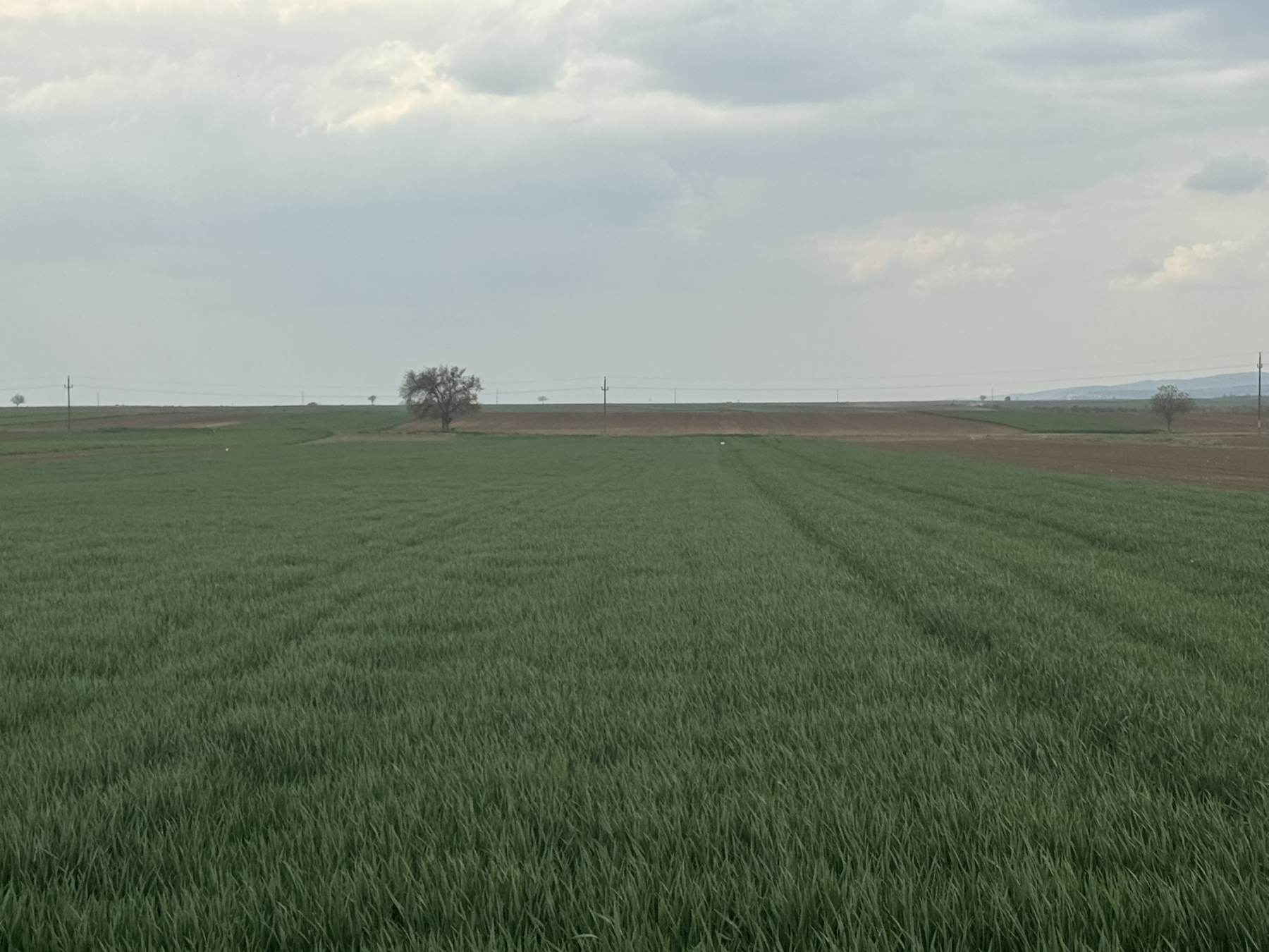 Na prodaju dve parcele Irig Rivica 4