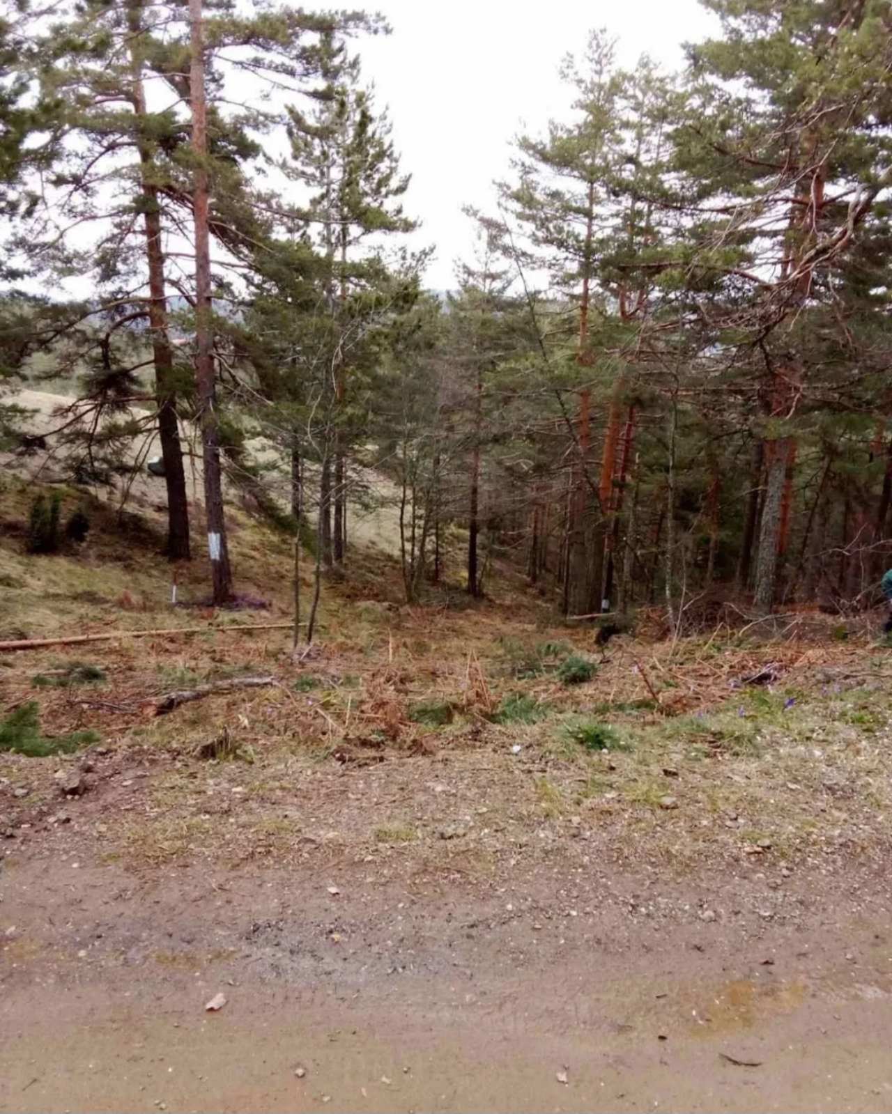 Prodajem plac na Divčibarama 2