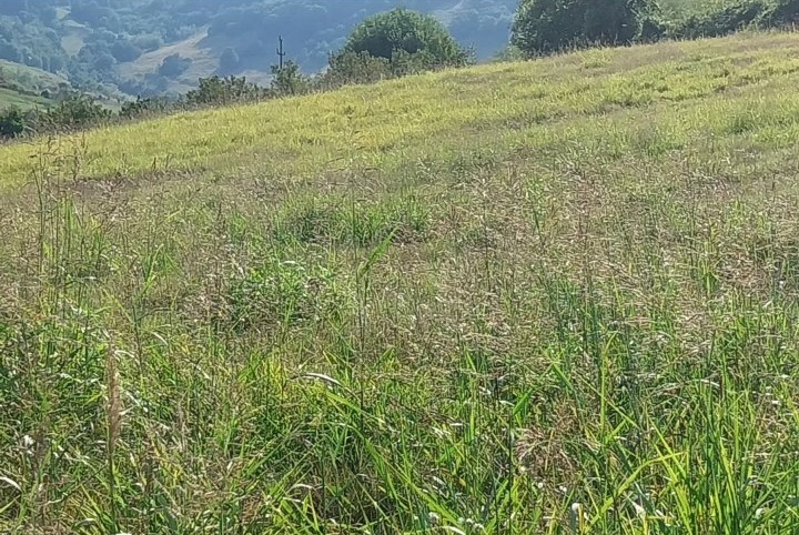 Placevi na prodaju Beočin Šakotinac 5