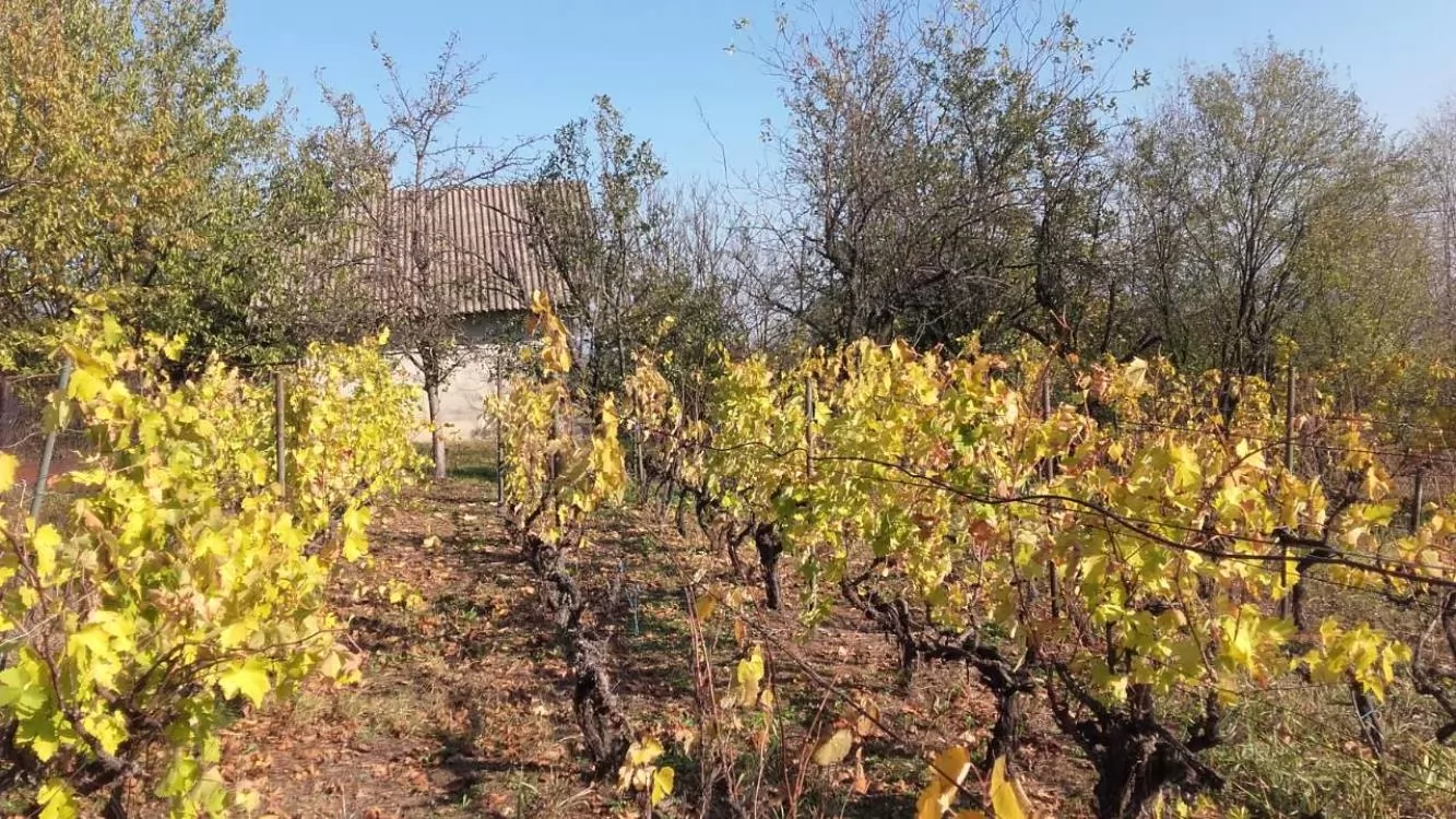 Vikendica sa vinogradom/Miloševo 1