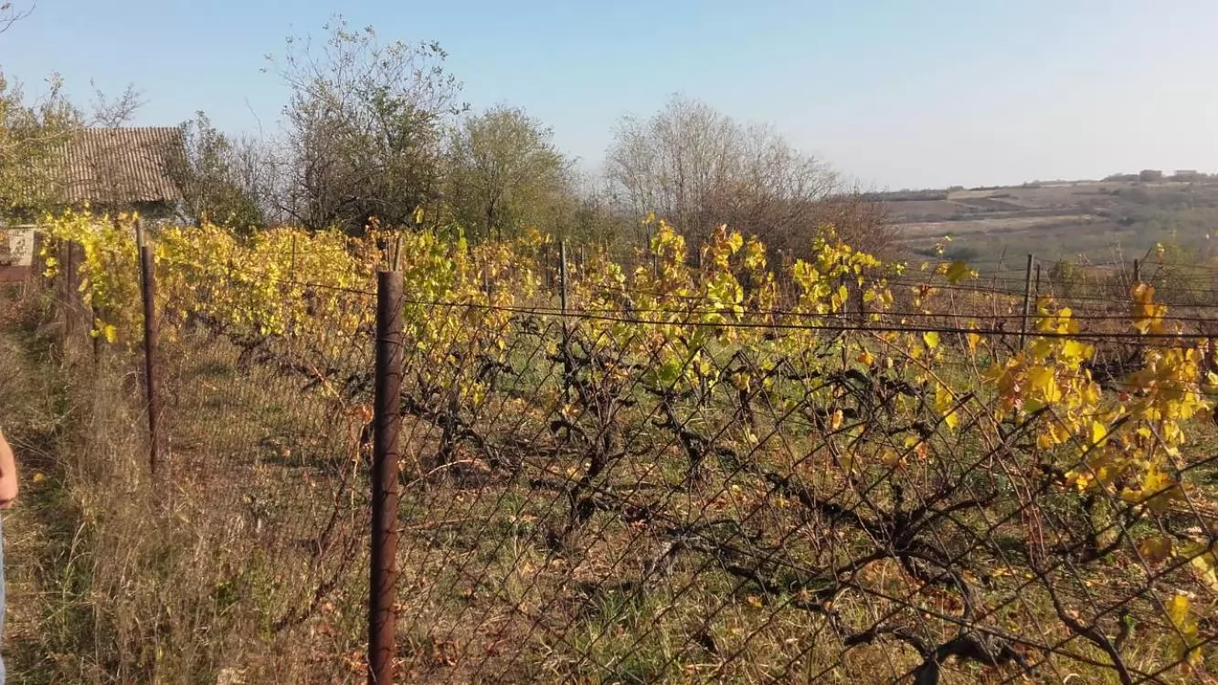 Vikendica sa vinogradom/Miloševo 2
