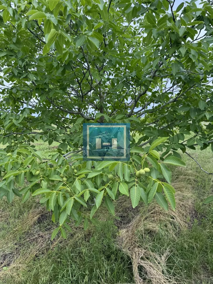 Plantaža oraha 3