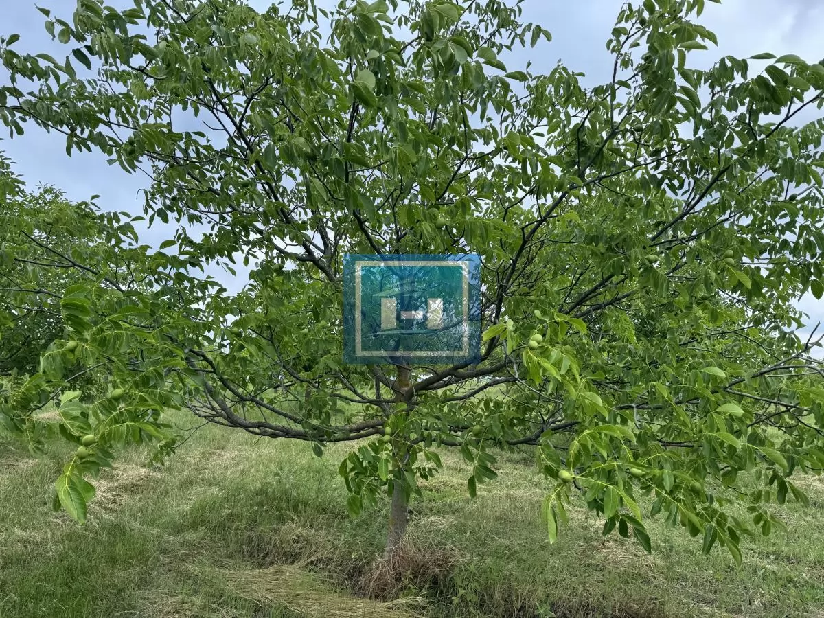 Plantaža oraha 4