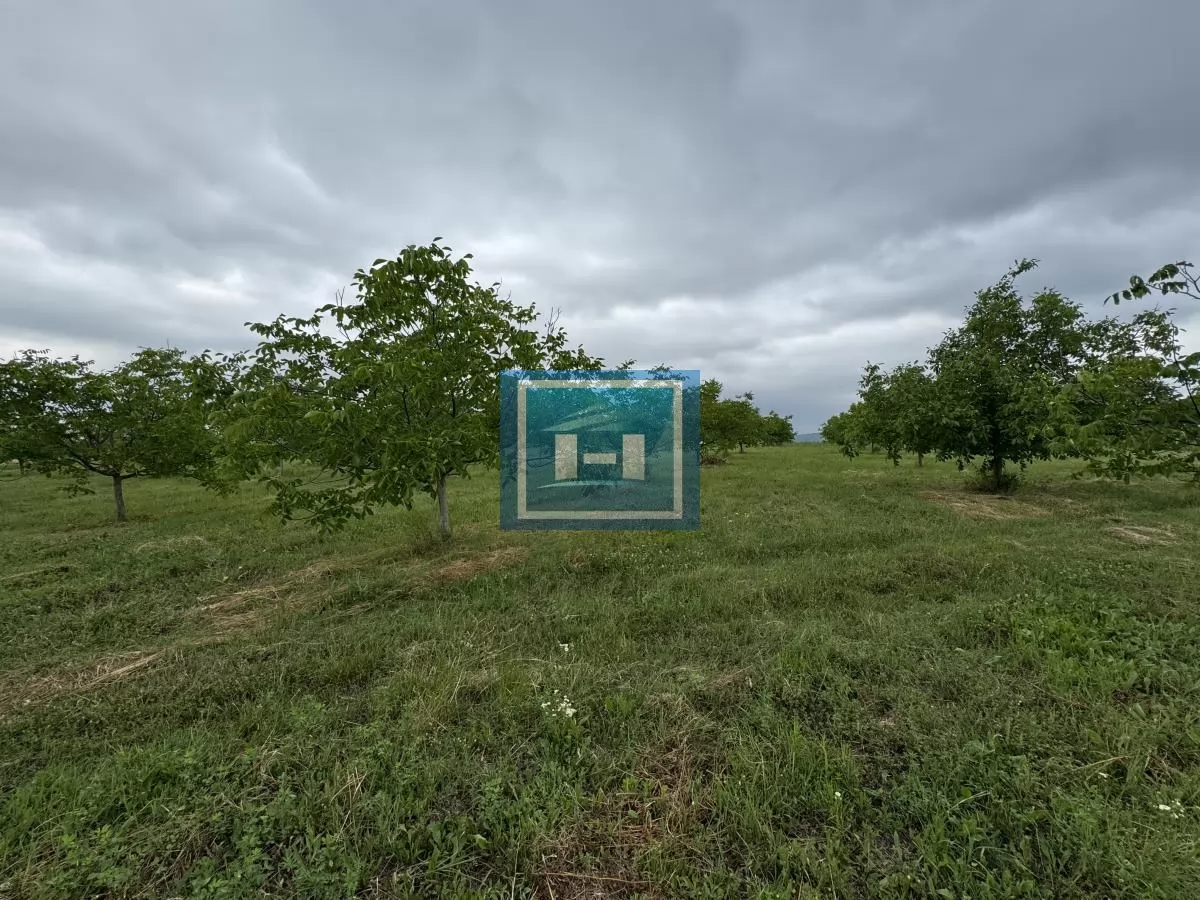 Plantaža oraha 8