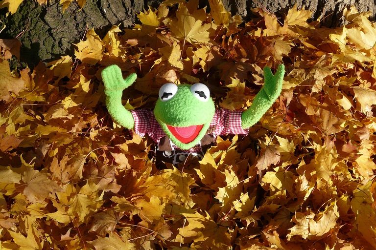 kermit-62817_960_720