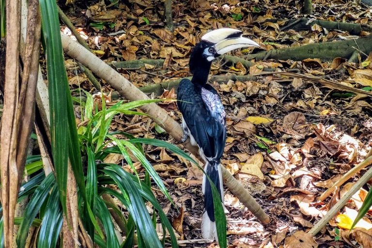 hornbill
