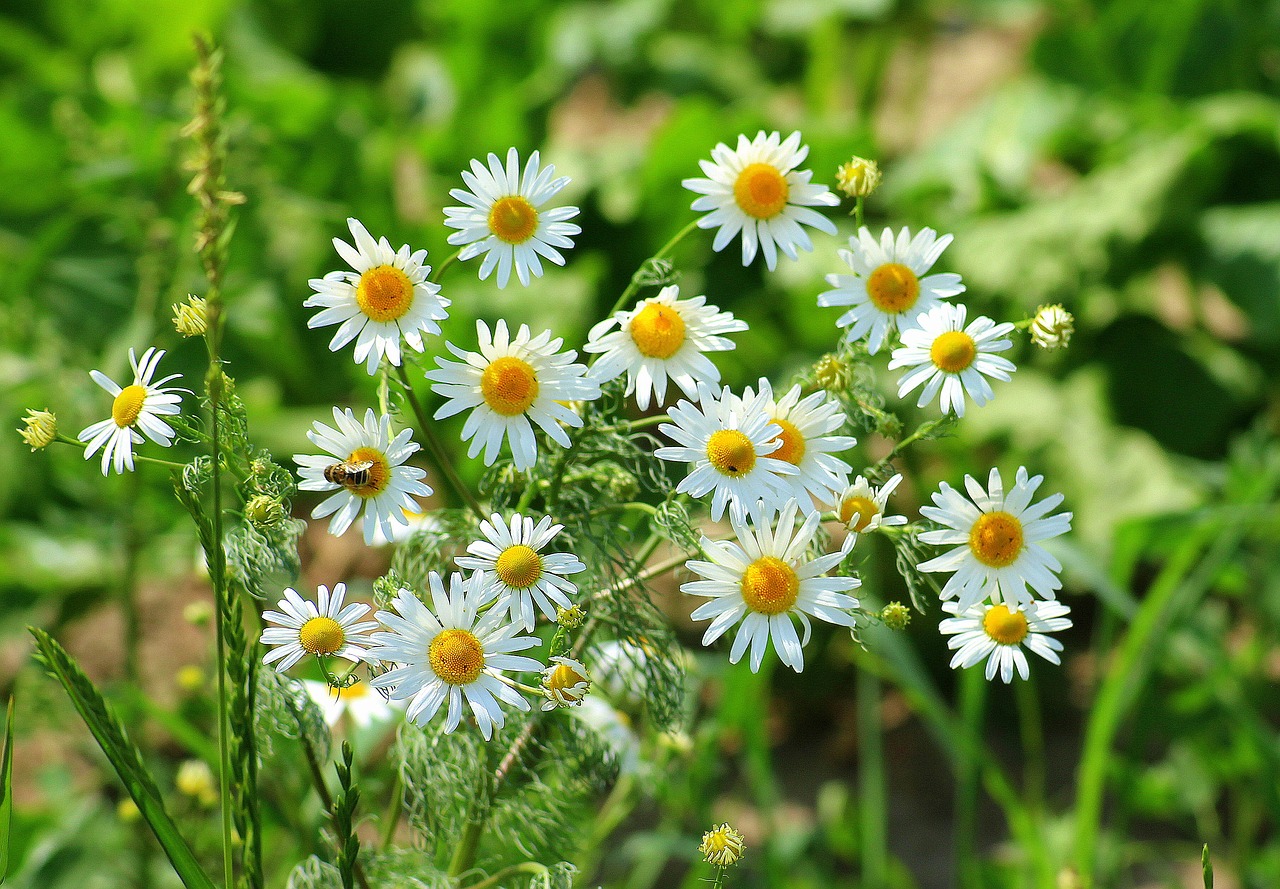 chamomile-3467059_1280