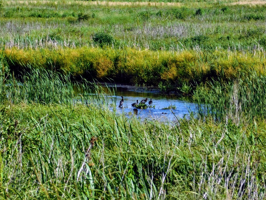 șezătoare-de-lișițe-și-stârci