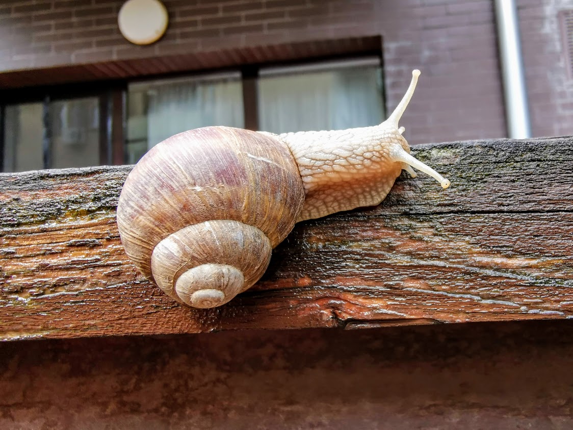 IMG_20200617_103009-1