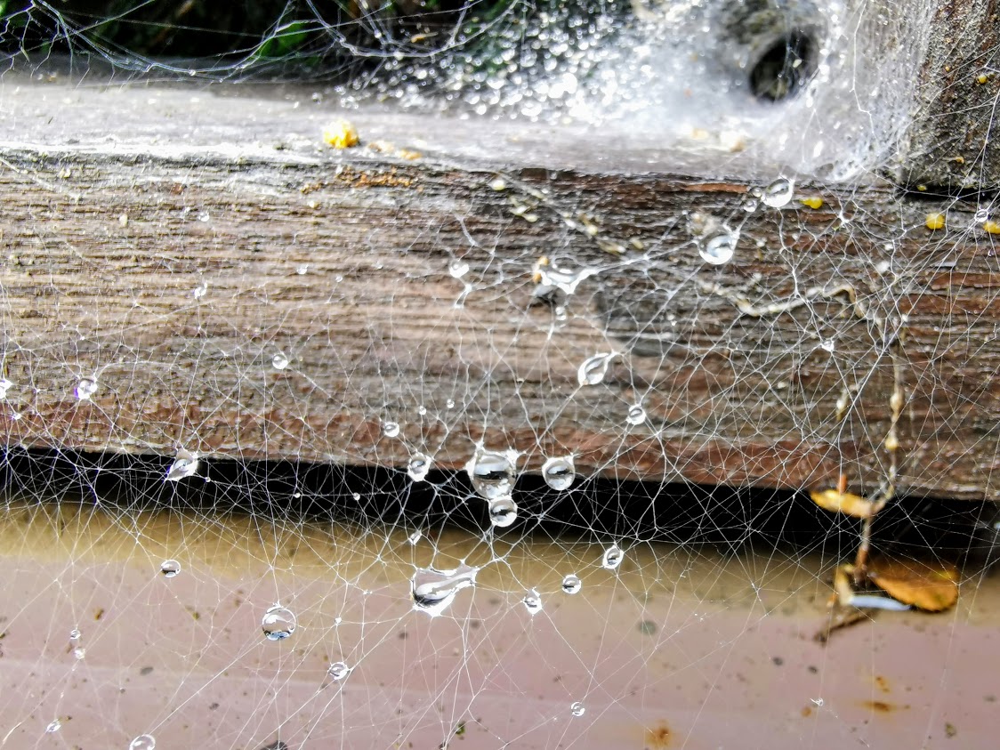 IMG_20200617_103227-1