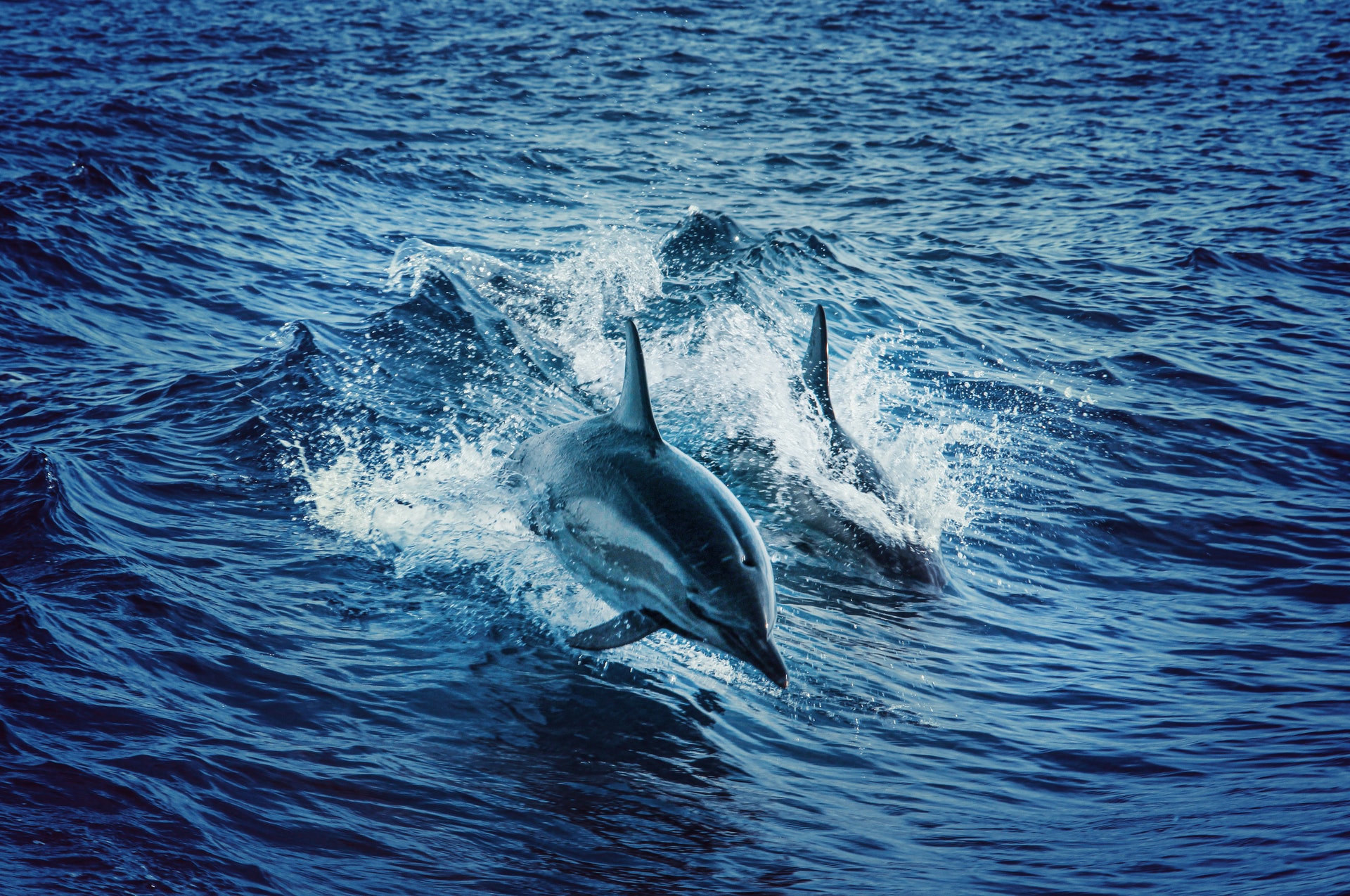 swimming-dolphins-2347462