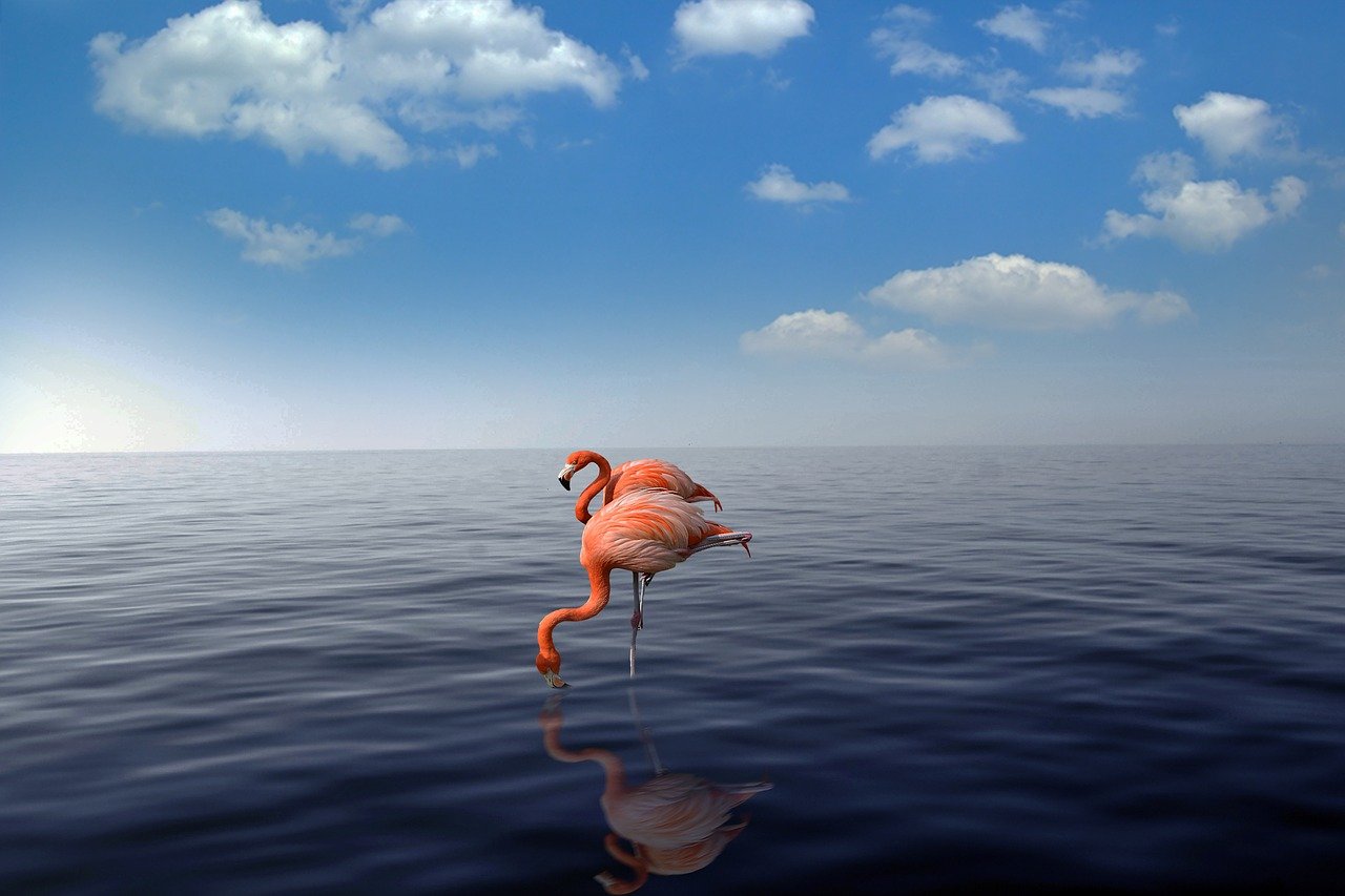 flamingo-4026050_1280