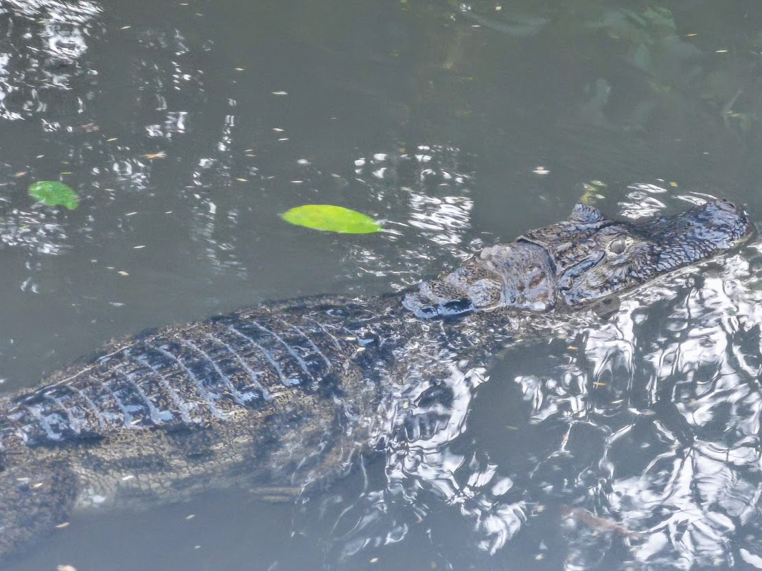 caiman2