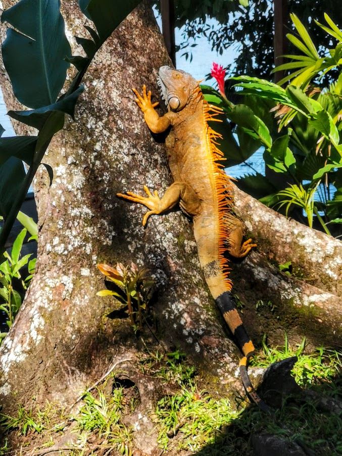 iguana