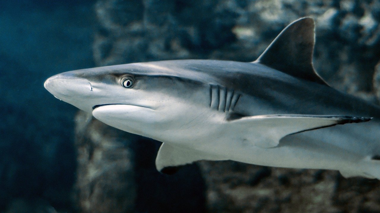 shark-3197585_1280