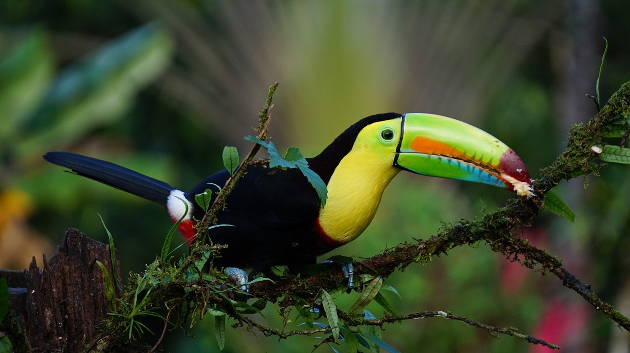 tucan