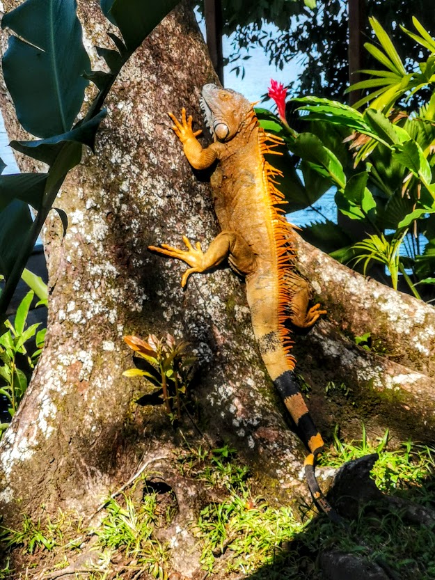 iguana