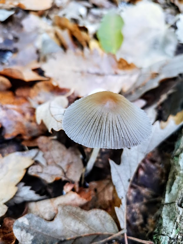 mushroom