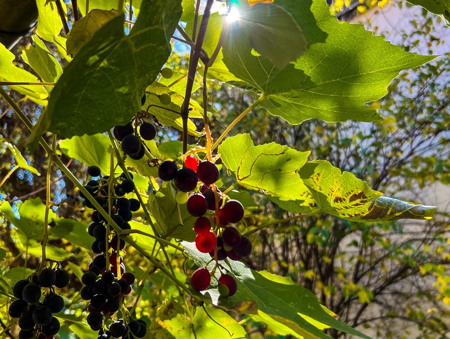 4F5796CD-54DF-4089-A0FC-7C6B60788C3E