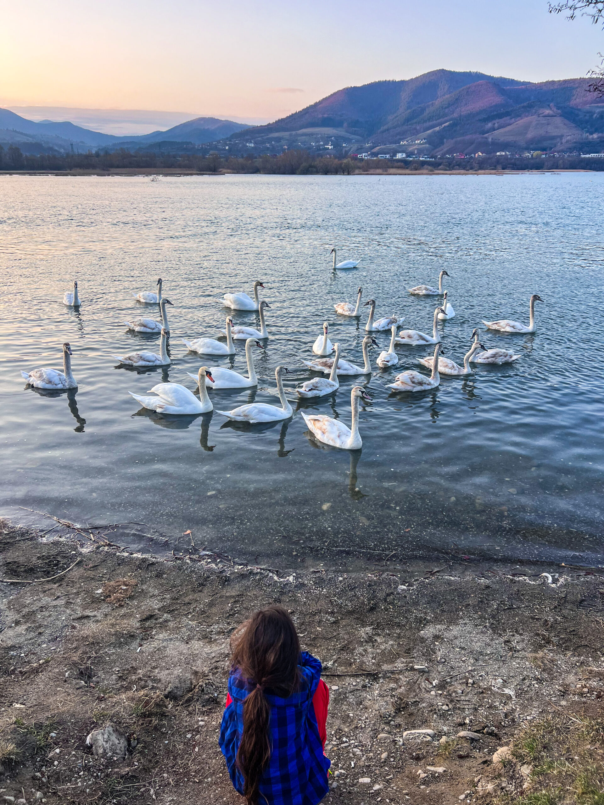 491D6A5D-3B6E-4B74-B2B7-F0ADC862BD9B