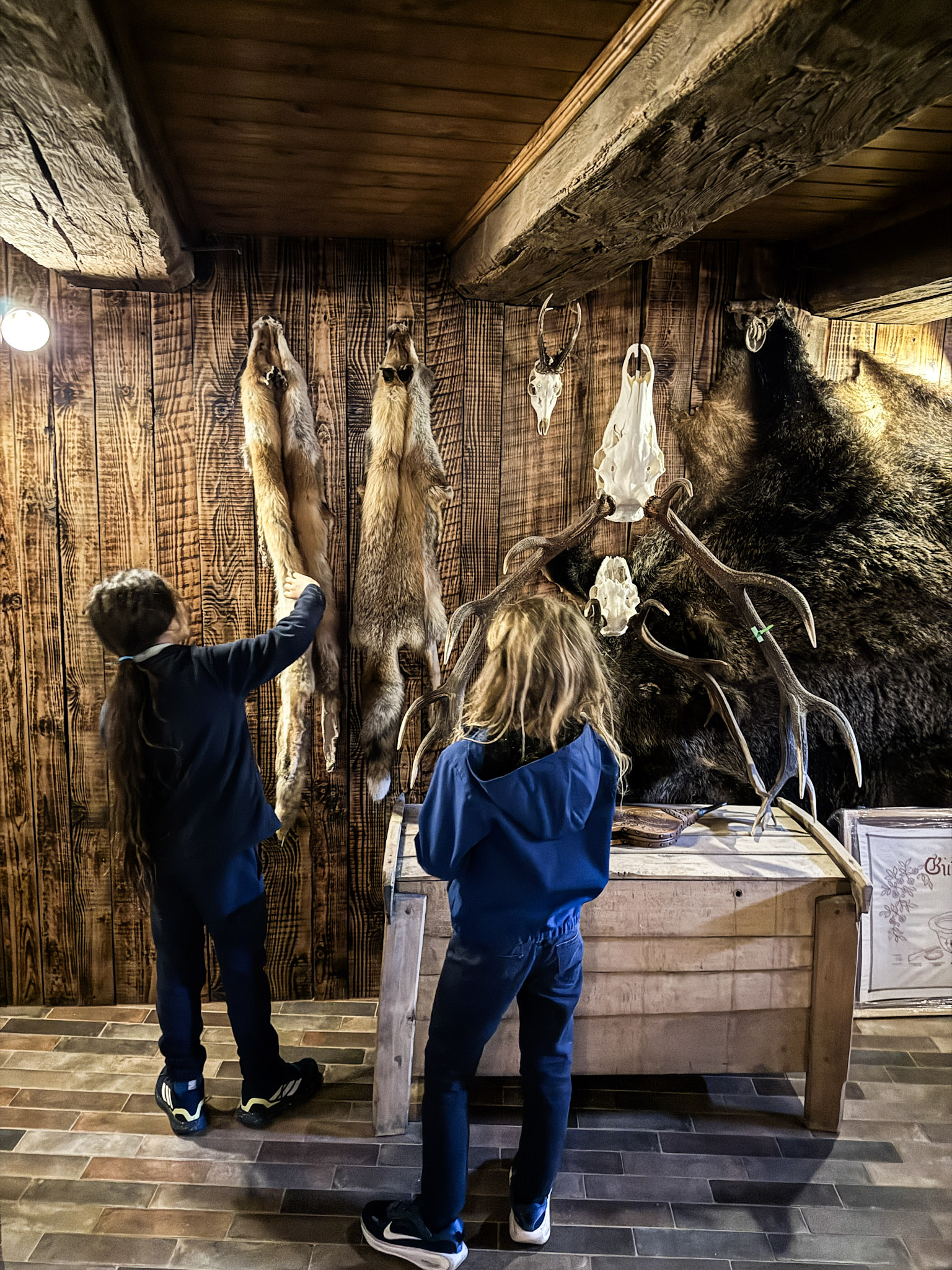 copiii studiind cranii de animale