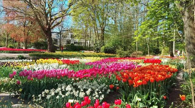 tulpenveld