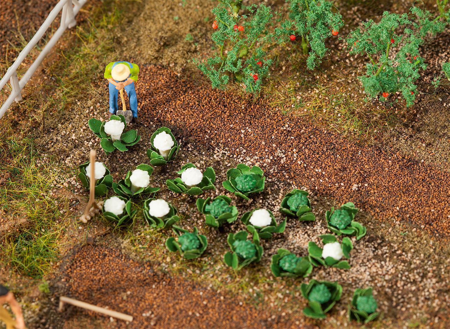 10 Groene- En 10 Bloemkolen