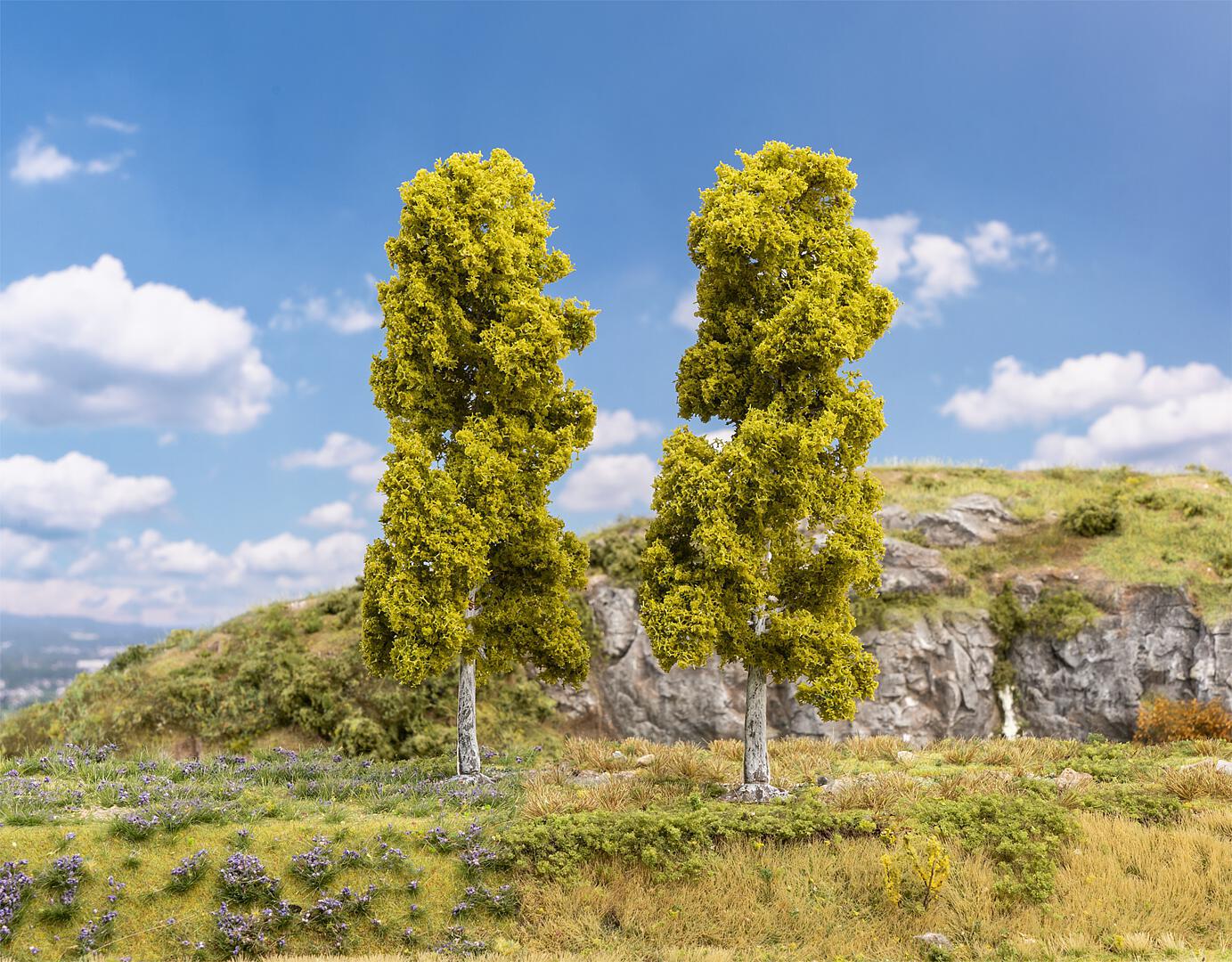Berken 2 Stuks