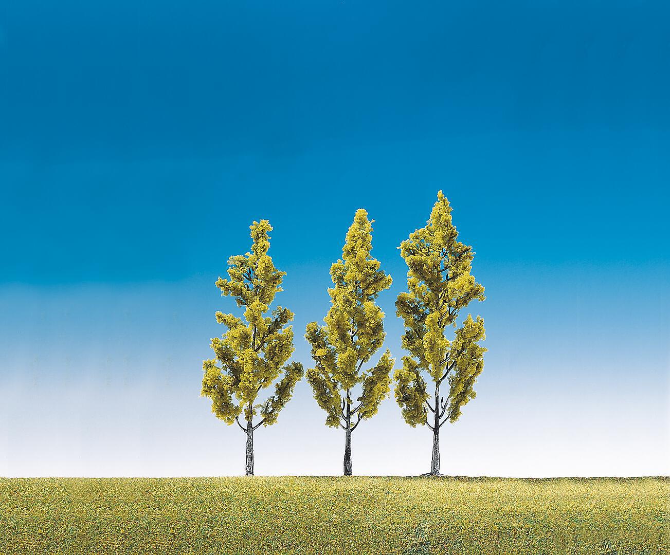 Berken 3 Stuks