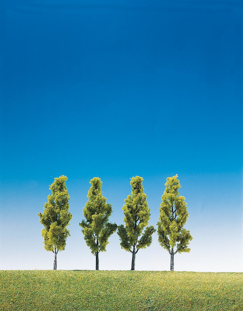 Berken 4 Stuks