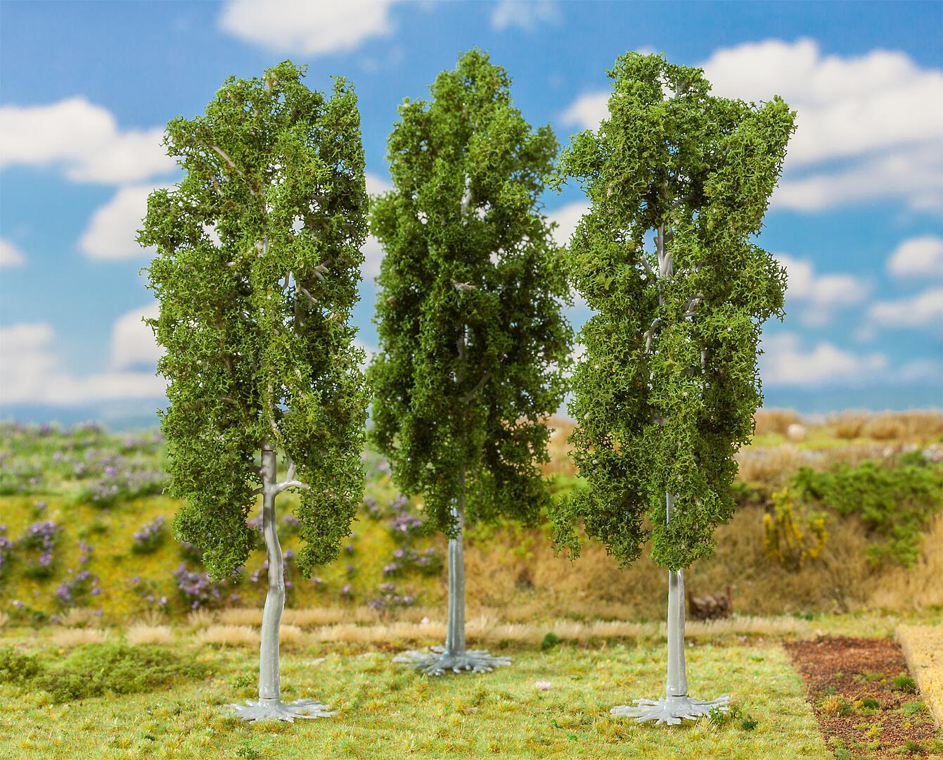 Beuken 3 Stuks