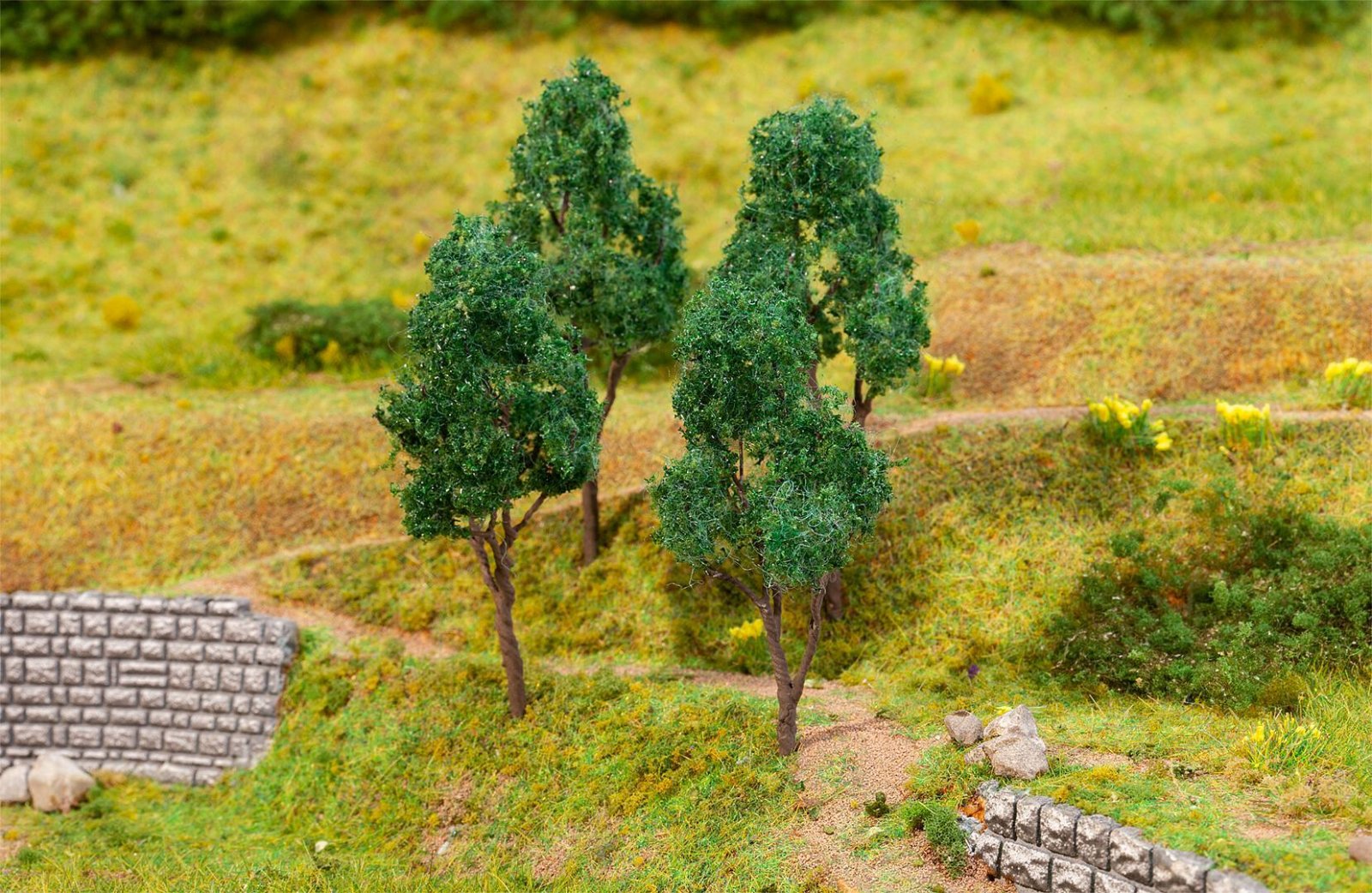 Beuken 4 Stuks