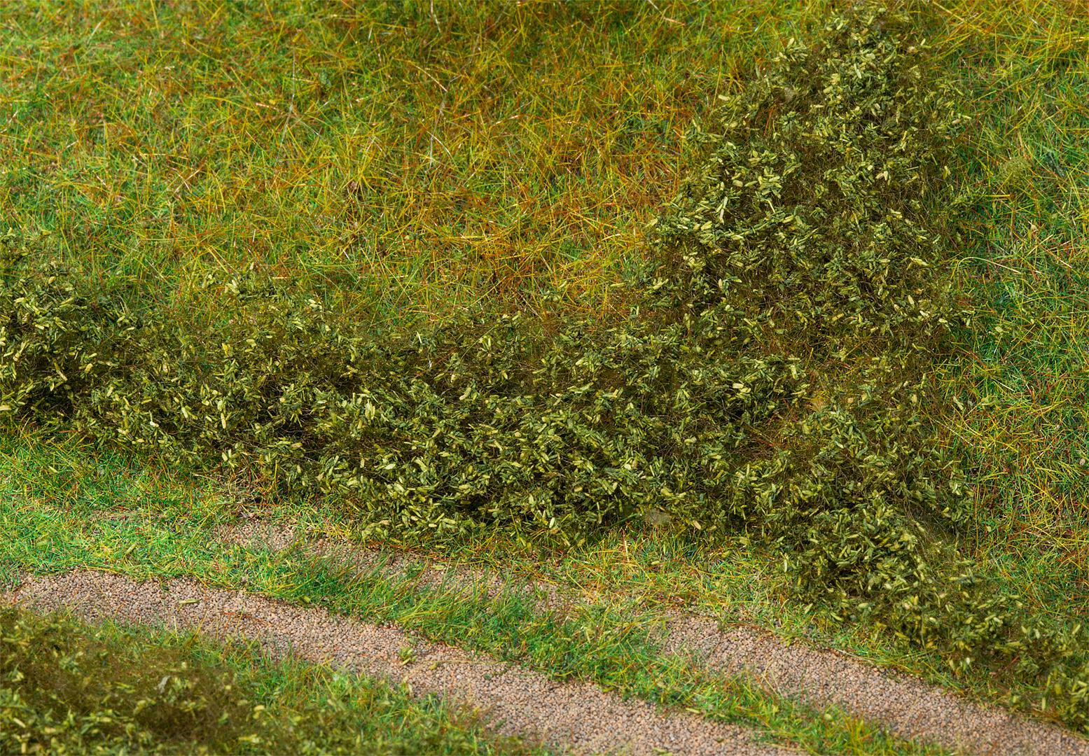 Bladfoliage Zomergroen
