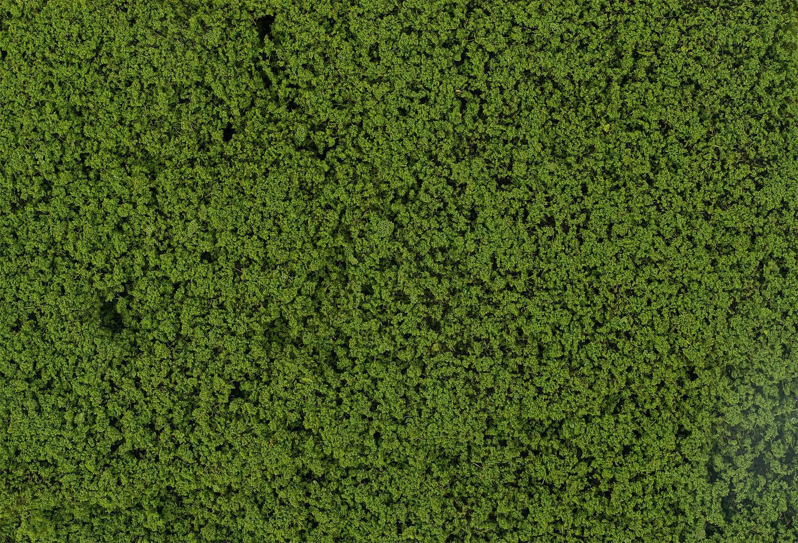 Blätterfoliage, Grün