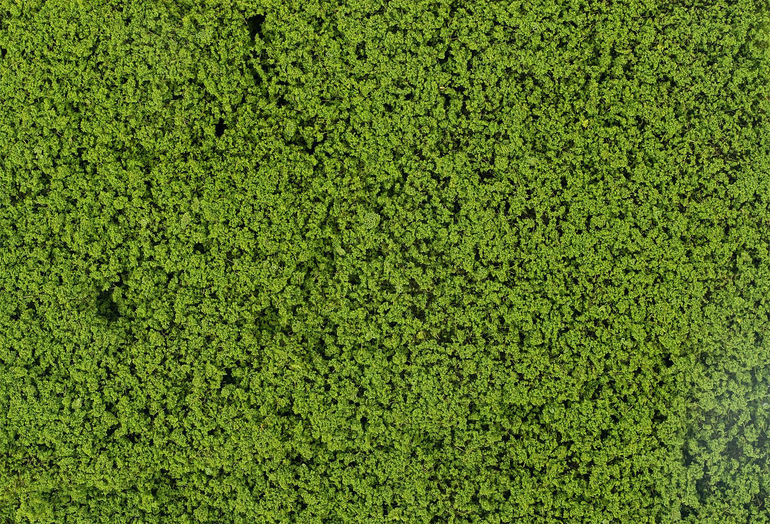Blätterfoliage, Maigrün