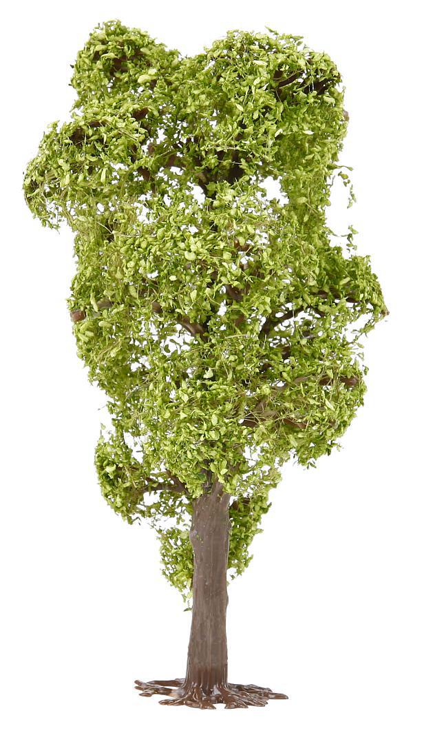 Boom Gewone Acacia