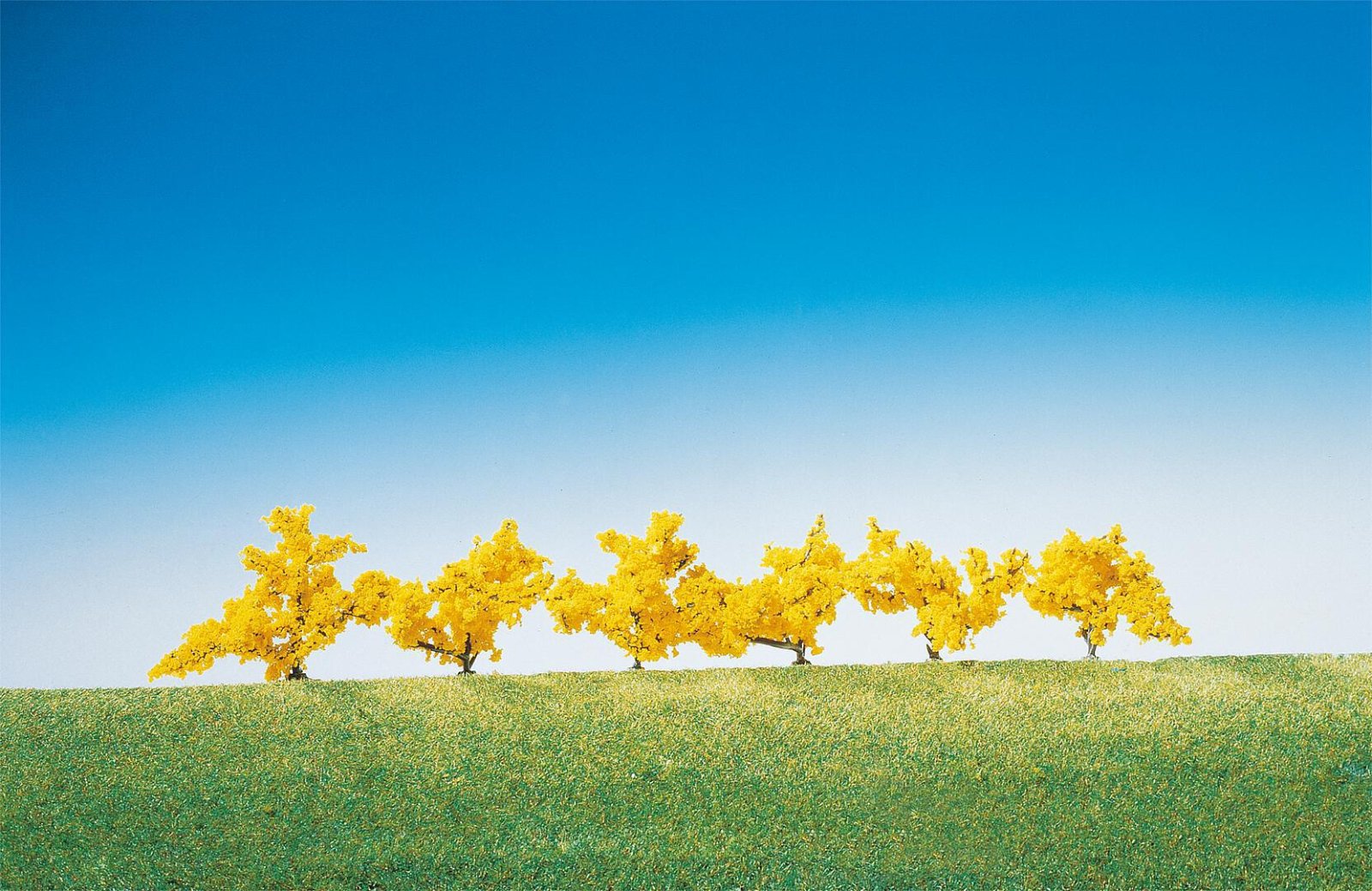 Forsythia’s Geel Bloeiend 6 Stuks